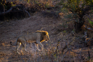 African lion in Kruger National park, South Africa ; Specie Panthera leo family of Felidae