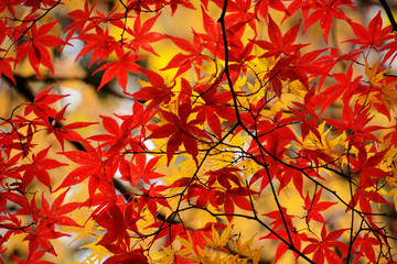 カラフルな日本の楓の紅葉