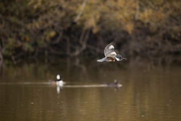 Kingfisher