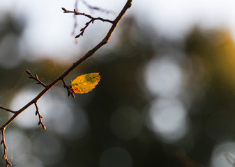 Autumn leaf minimalist background