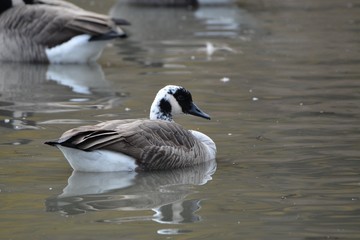 Canada Goose Hybrid 