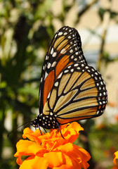 Monarch Butterfly on Flower