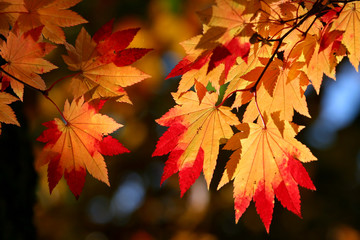 ハウチワカエデの紅葉