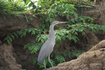 tiger heron