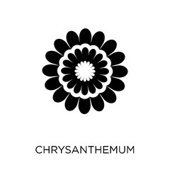 Chrysanthemum icon. Chrysanthemum symbol design from Nature collection.