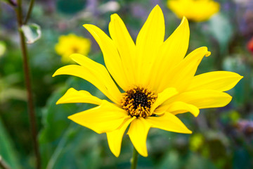 yellow flower