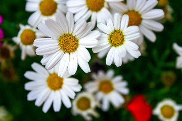Obraz na płótnie Canvas white daisies in the garden