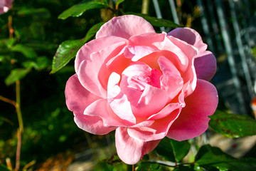 pink rode in the garden.