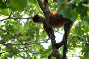 spider monkey in trees