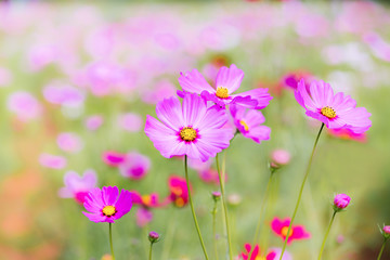 Obraz na płótnie Canvas Closeup pink cosmos flower blooming in the garden