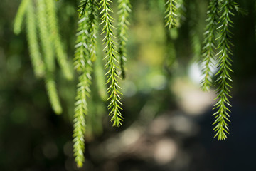 Conifer Macro
