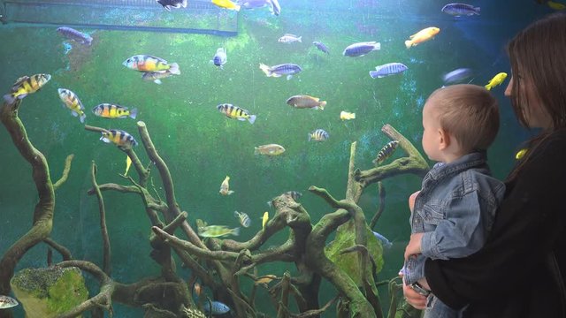 Mother holds baby and shows colorful fish in aquarium