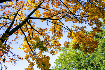 autumn leaves on tree