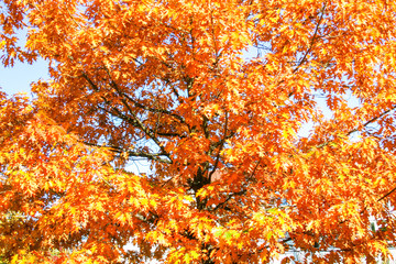 maple leaves in autumn