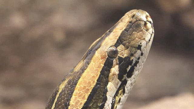 Close detail of python head