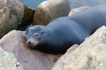 seal on rocks