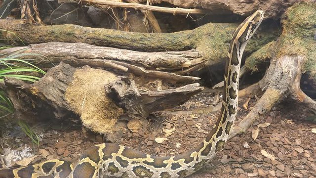 Python snake prepared to climb the tree