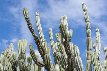 Desert Cactus and Blue Sky