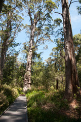Walpole Australia, wooden walkway through the ancient red tingle forest