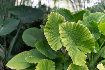 Big Tropical Leaves Simple