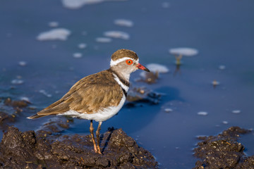 Three banded Plover in Kruger National park, South Africa ; Specie Charadrius tricollaris family of Charadriidae