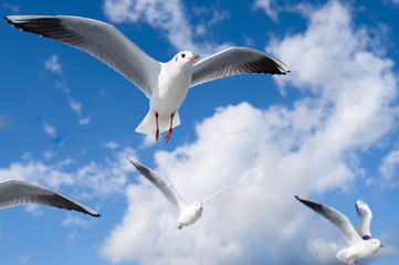 空を飛ぶカモメの写真 / 海鳥のイメージ