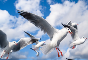 空を飛ぶカモメの写真 / 海鳥のイメージ