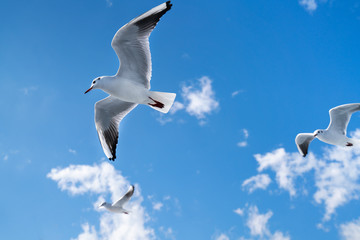 空を飛ぶカモメの写真 / 海鳥のイメージ