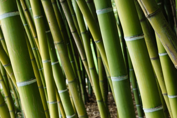 Big Green Bamboo Stalks