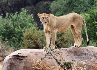 Mom on the hunt