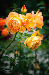 Close view of Lady of Shalott roses blossoms.Close view of pink yellow roses blossoms on a dark background. Lady of Shalott. D.Austin, England, 1992.