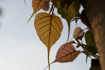 autumn leaves on white background