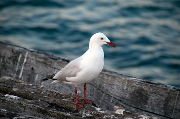 Busselton Australia, seagul standing on abandoned wooden structure near jetty