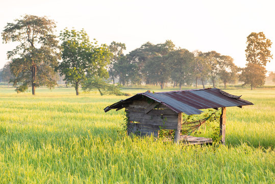 Old hut in green rice field with sunlight in the morning, Nakhonratchasima, Thailand