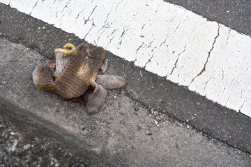 道に棄てられた手袋 / マナー / ゴミ問題