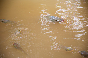 Nile tilapia fish play and swimming water in pool