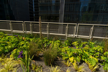 Roof Garden in Downtown San Francisco