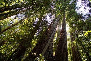 Fototapeta premium Redwood Trunks