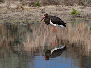 Black Stork with Reflection Standing in the Pond