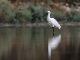 Eurasian Spoonbill with Reflection Foraging on the Pond