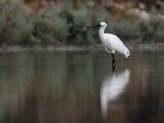 Eurasian Spoonbill with Reflection Foraging on the Pond