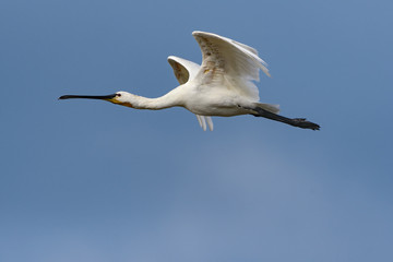 Eurasian Spoonbill in Flight on Blue Sky