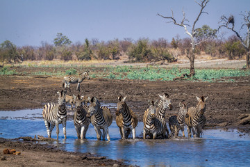 Fototapeta na wymiar Plain zebra in Kruger National park, South Africa ; Specie Equus quagga burchellii family of Equidae
