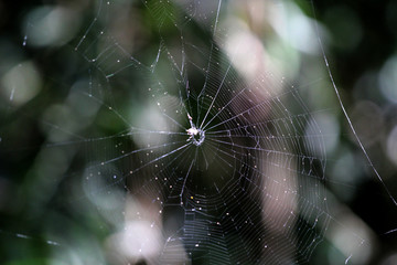 spider on web