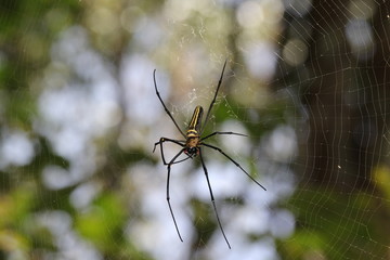 spider on web