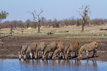 Obraz premium Plain zebra in Kruger National park, South Africa ; Specie Equus quagga burchellii family of Equidae