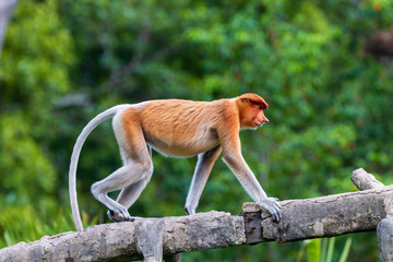 Proboscis Monkeys in the mangroves in Sabah, Borneo