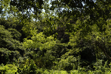 Obraz premium 小網代の森