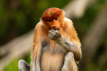 Rare Proboscis Monkeys feeding in the forests of Borneo