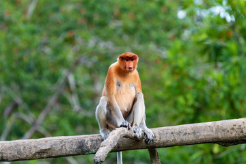 Proboscis Monkeys in the mangroves in Sabah, Borneo